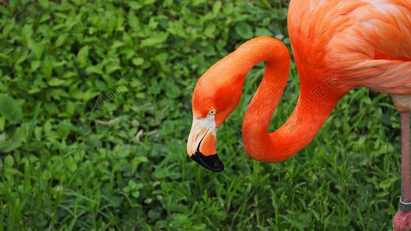 动物园清新吃草的火烈鸟背景图片