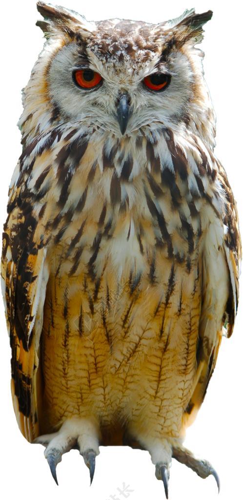 猫头鹰 鸟 动物 夜 捕食者 野生 羽毛 翼 孤立 透明