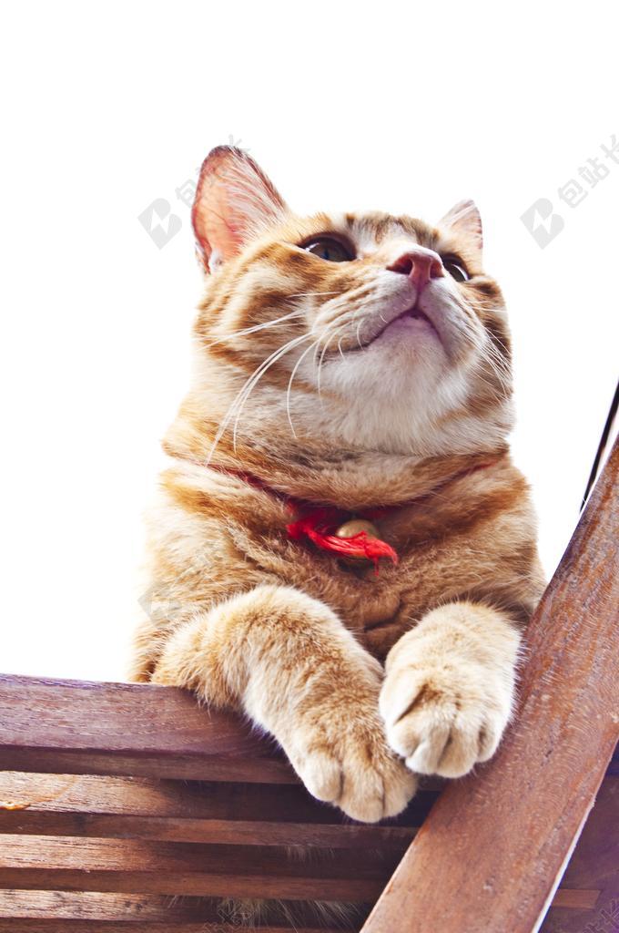 黄色宠物可爱小猫趴椅子上仰望背景图片