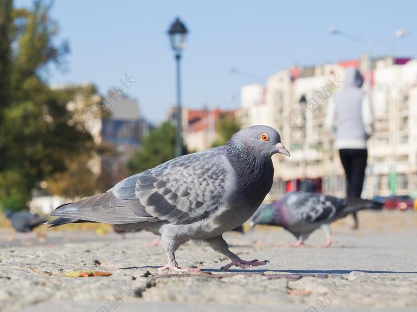 动物街头灰色的鸽子背景图片