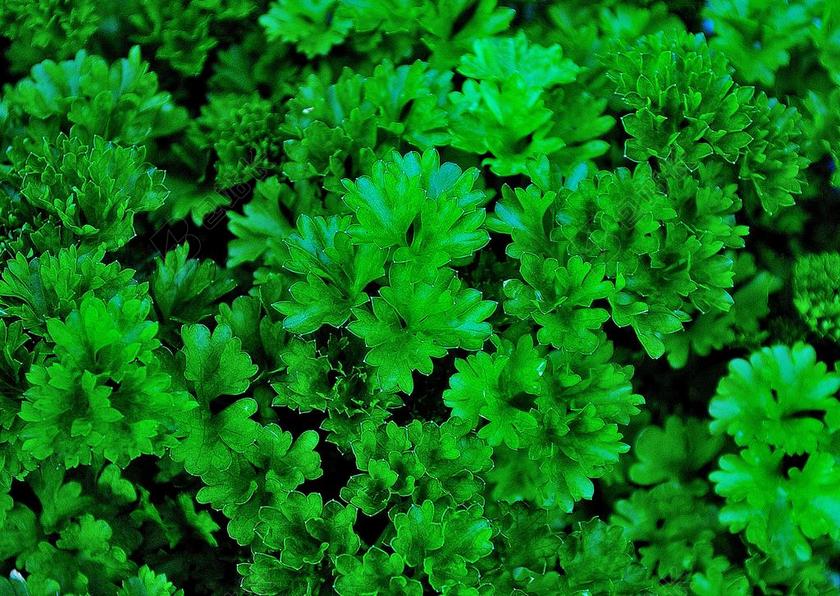 香菜 香草 绿色 花园 关闭 吃 厨房