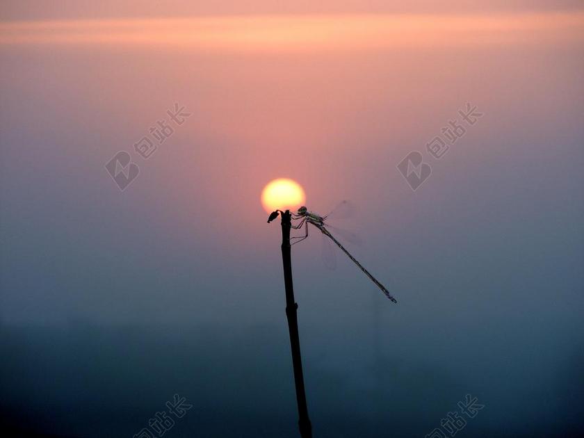 太阳 薄雾 花卉 天空 云 LESTES 曲 小翡翠豆娘 男性