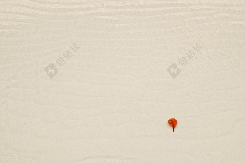 自然纹理白色沙地一朵红花特写背景图片