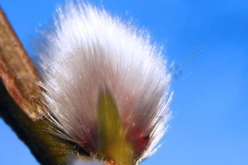 柳絮 牧场 春天 关闭