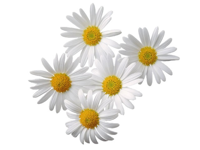 五朵白色菊花花朵鲜花花菊