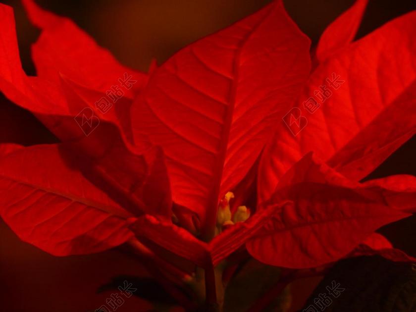 一品红 大戟属 ADVENTSSTERN 圣诞明星 开花植物 地锦