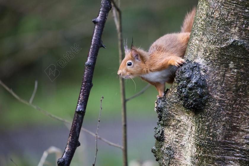 红松鼠 野生动物 森林 松鼠 寻常型 可爱 动物 苏格兰