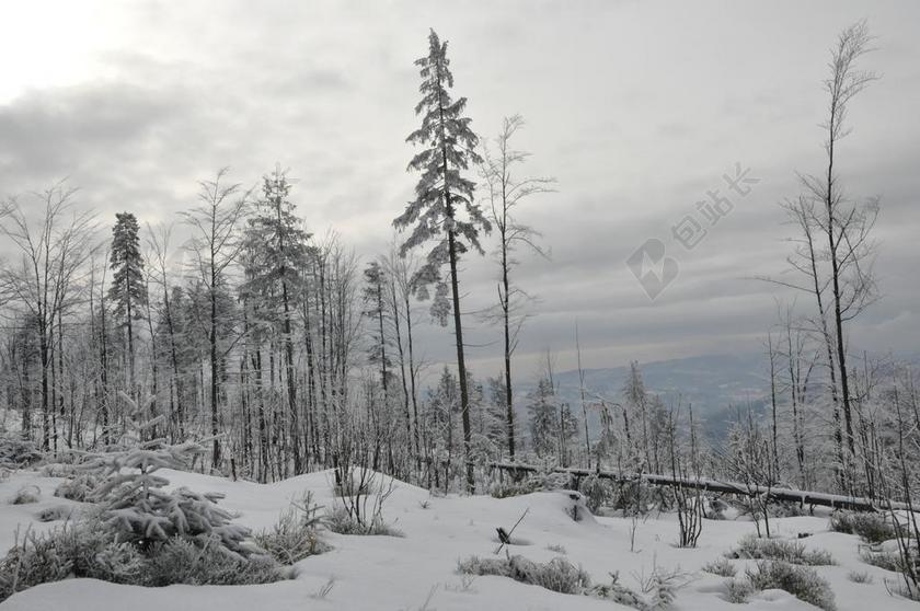 植物冬天森林里和积雪背景图片