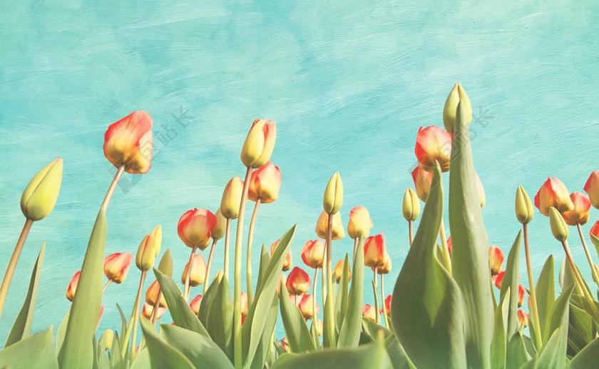 郁金香 鲜花 春 画 美术 酿酒 花场 原野 荷兰