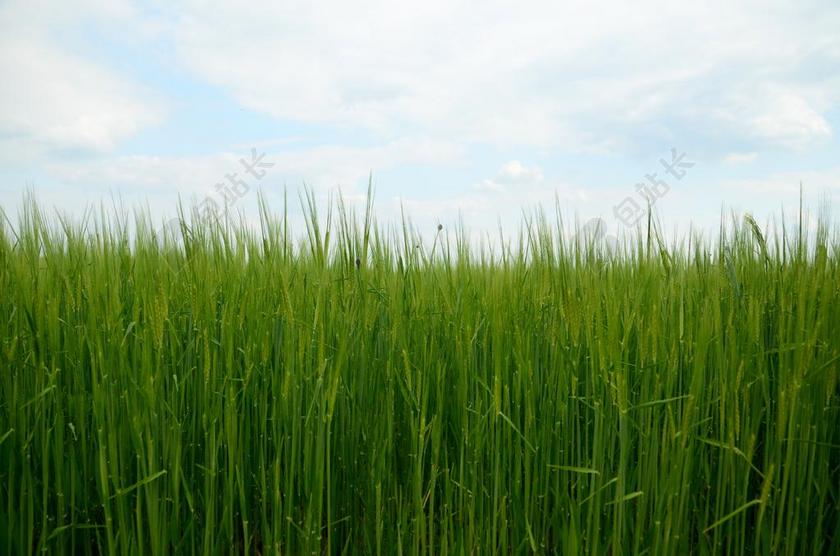 大麦 玉米 性质 字段 粮食 草 培养的 背景