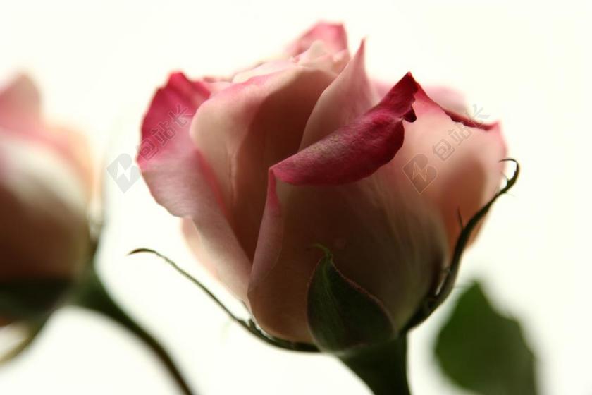 玫瑰 粉红色的玫瑰 花卉 粉色 鲜花