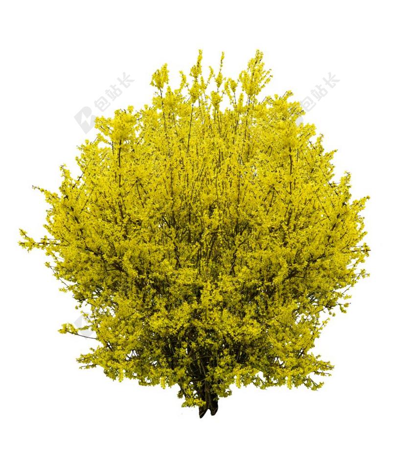 连翘 春天 金丁香 布什 春季觉醒 PNG 孤立 观赏