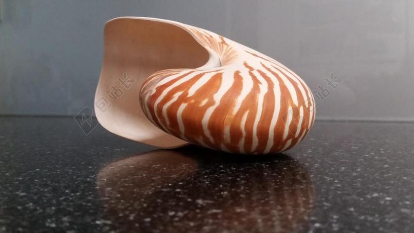 外壳 异国情调 海 热带 自然 海洋 夏天 海滩 贝壳