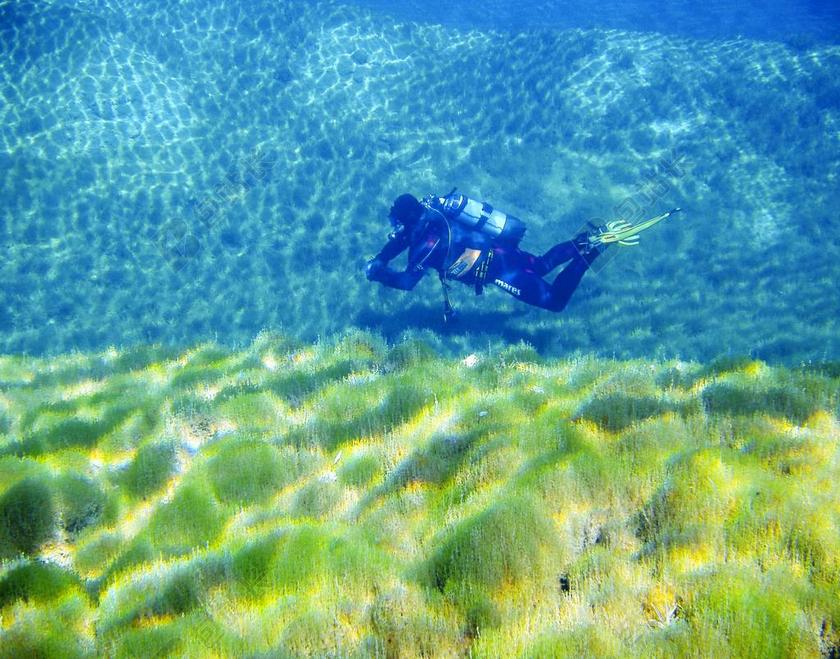 蓝绿海底海藻深海潜水背景图片
