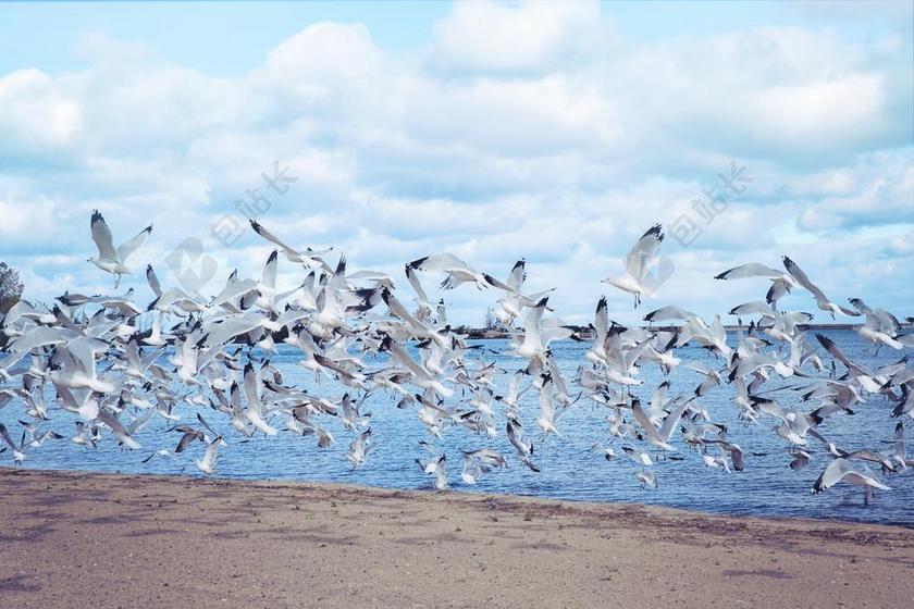 海鸥 湖 飞行 鸟 海 鸥 自然 海洋 海滩 翱翔
