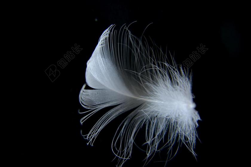 黑白现代艺术舞动羽毛背景图片