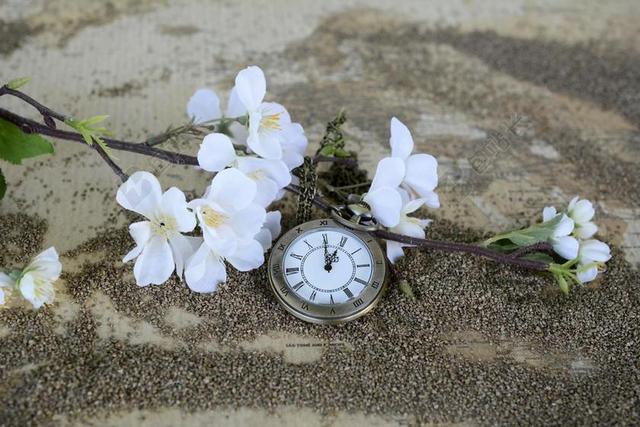 户外自然植物草本植物白色花朵钟表背景图片