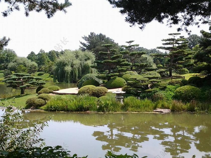 花园 日本 绿化 自然 树 盆景 草 风景 水 夏天