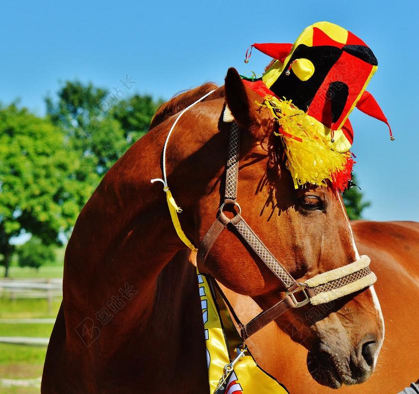 欧洲锦标赛 2016 德国 马 法国 锦标赛 竞争