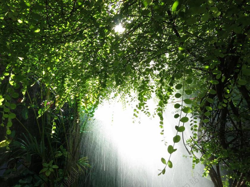 绿色自然植物草本植物树叶森林茂密背景图片