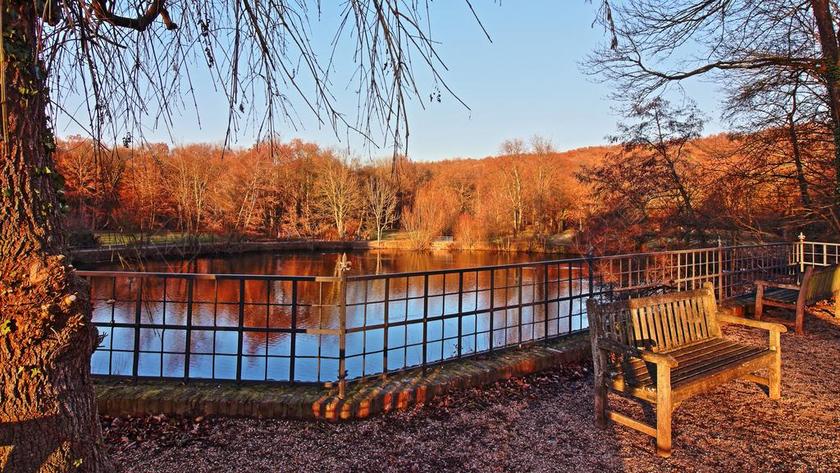 池塘 秋季 出现 公园 水 景观 树木 秋天的颜色 心情