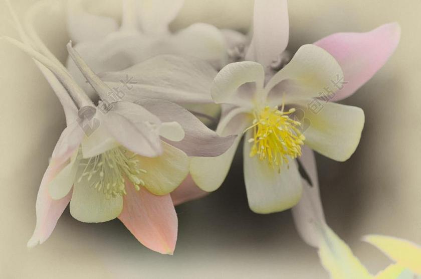 花 春 夏天 自然 花的 盛开 开花 新鲜 花园 季节