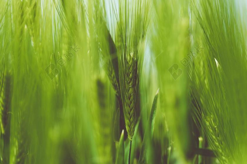 绿色农业小麦背景图片