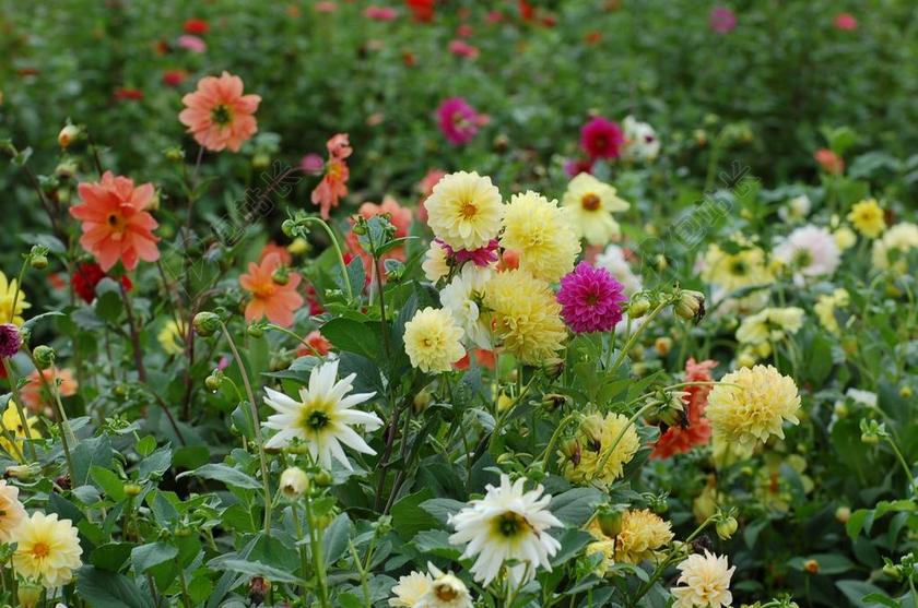 HRIZANTEMAS 鲜花 花园 春 颜色 花卉背景