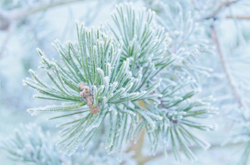 冬天 霜 雪 自然 特写 壁纸 背景 十二月 温度 减号