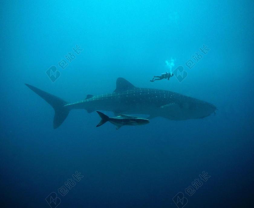沃尔玛 光线 跳水 鱼 水下 水 打击 泡沫 潜水员 深