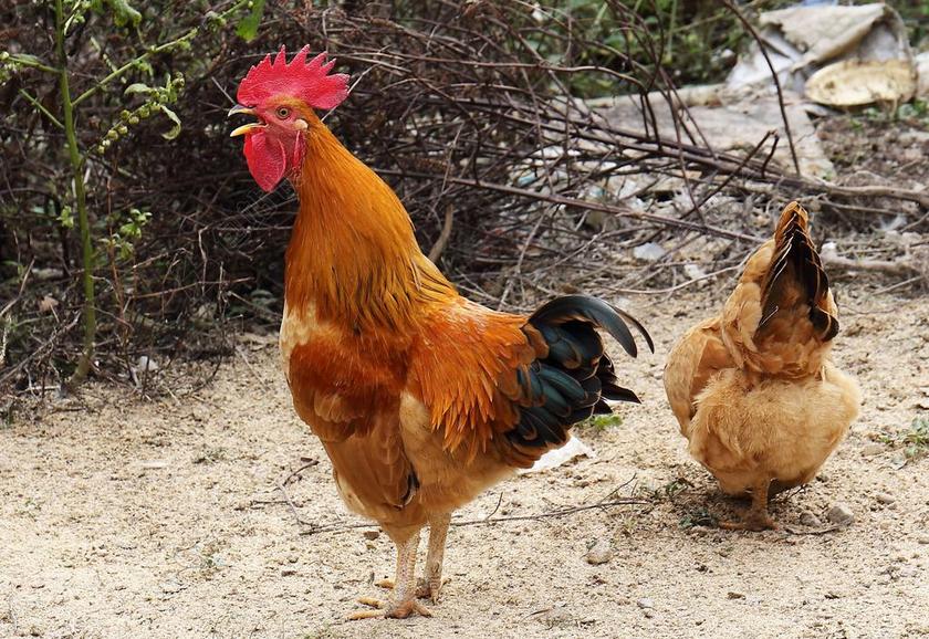 大鸡公 鸡公 花鸡公
