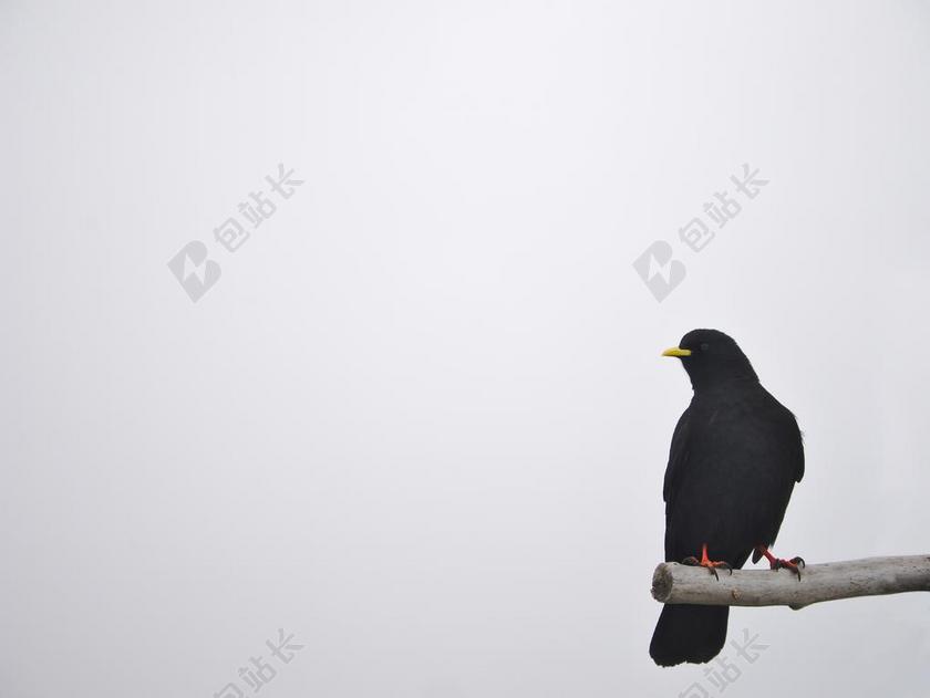 白黑动物简明站在枝头上的黑鸟动物鸟类背景图片
