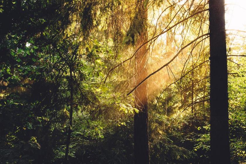 阳光 森林 伍兹 树 射线 自然 光 绿色 公园 太阳