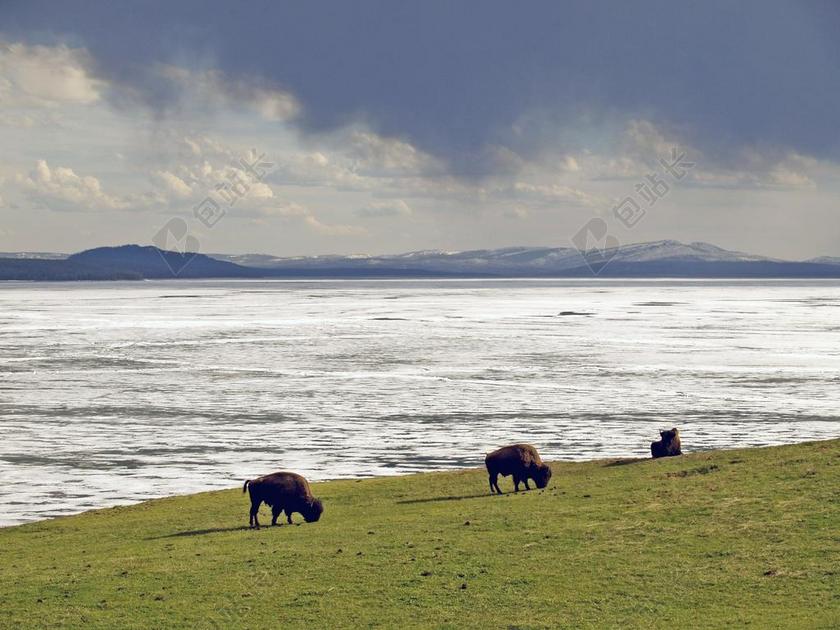 野牛 冬天 黄石国家公园 怀俄明州 美国 动物 自然 景观