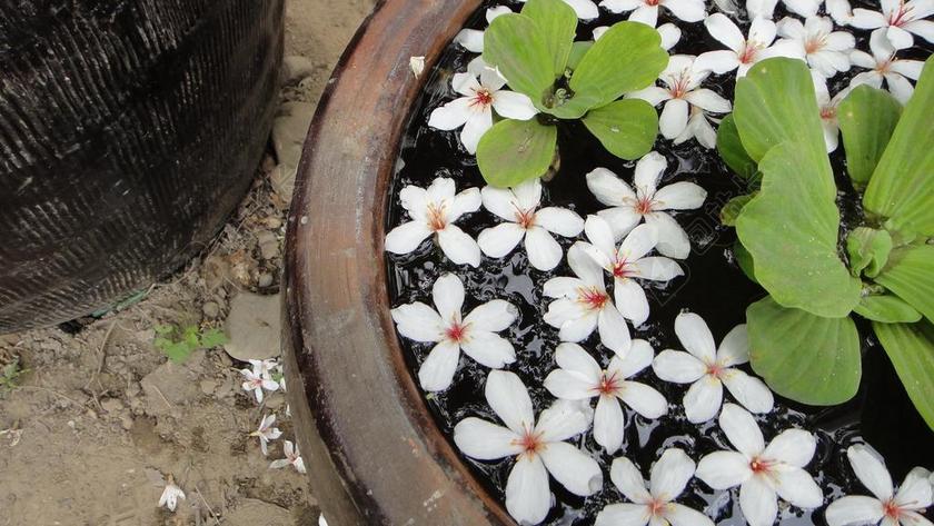 桐花 水缸 绿叶
