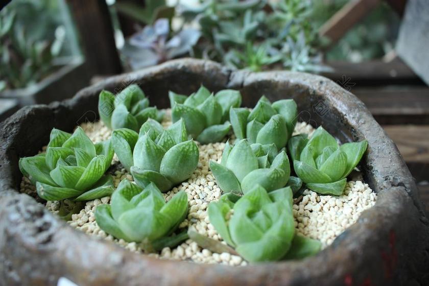 多肉 植物 清新 绿色的