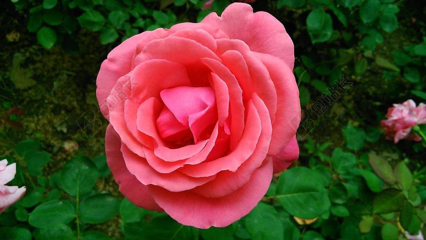 月季 夏天 美好