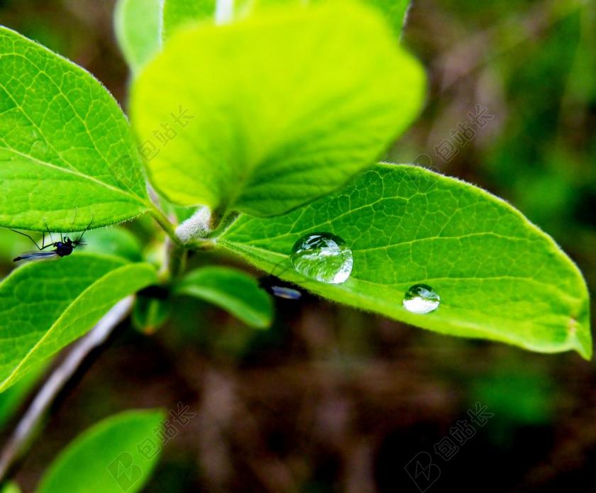 绿色自然小清新植物叶片背景图片