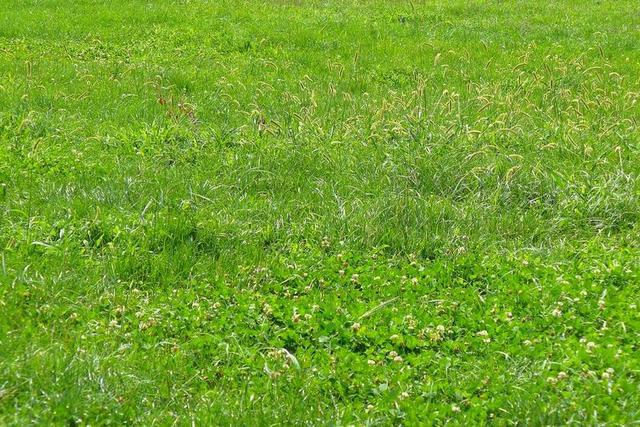 草 纹理 绿色 自然 背景 原野 草坪 草甸 草皮 茂盛