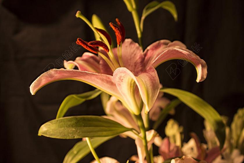 红绿唯美百合花婚礼背景图片