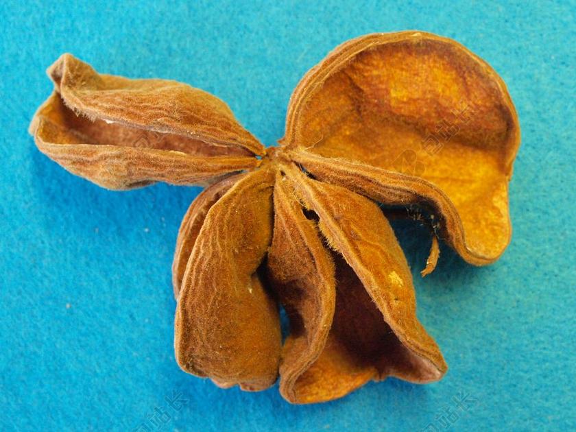 莲池 胖大海榈 印度 雌花 莲花树