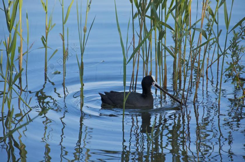 笨人 湖 池塘 水 性质 景观 小区 芦苇 水域 湖景
