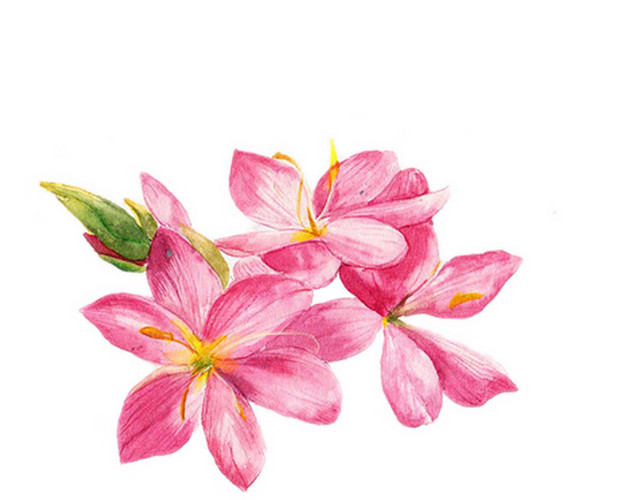 粉色水彩花植物素材