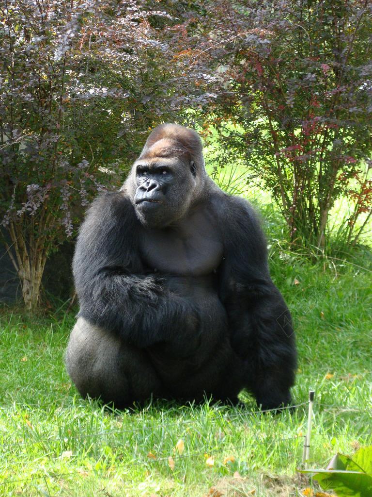 大猩猩 动物园 动物 走秀 黑 哺乳动物 猴子