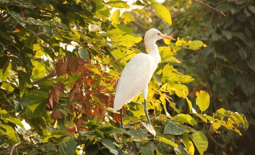 鹭 白 鸟 印度 野生动物 亚洲 野生 自然 白鹭