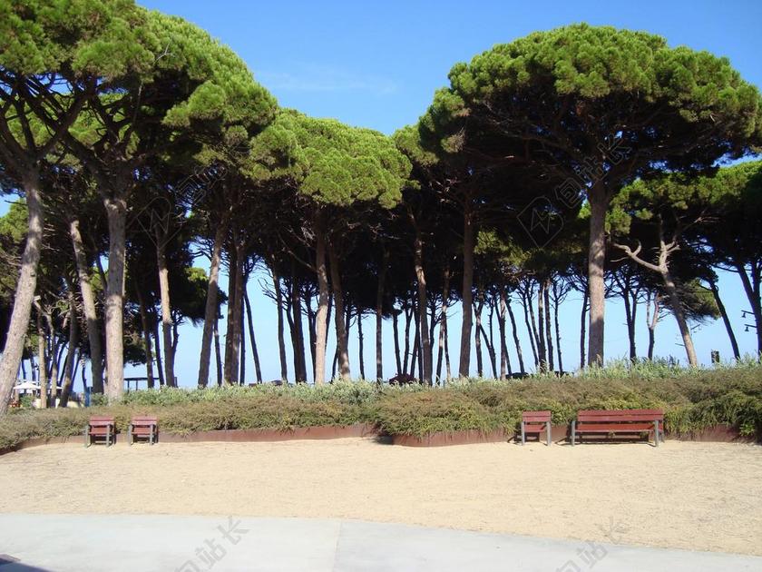 海滩上绿色的小树林背景图片