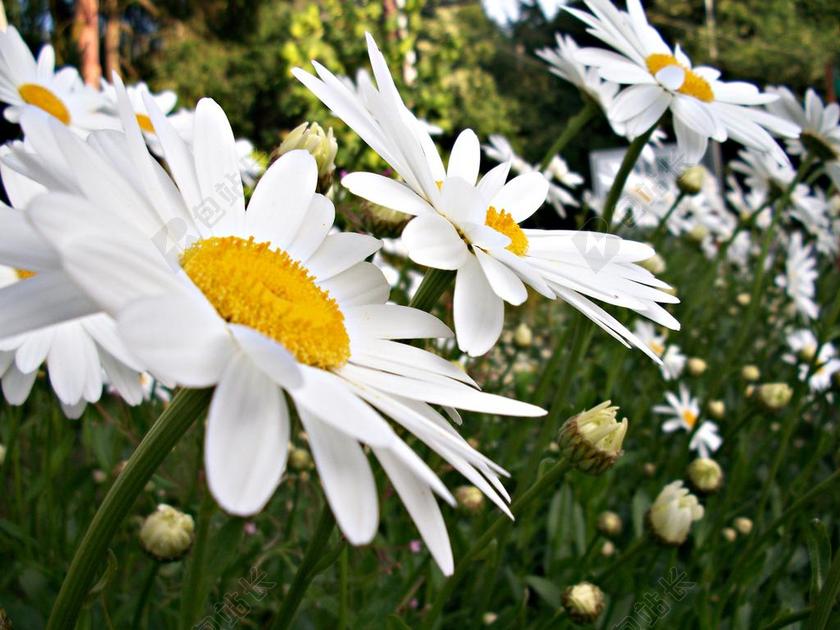 雏菊 原野 自然 绿色 春 夏天 花 植物 草 草甸
