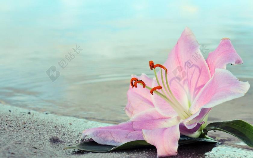 粉色的百合背景图片