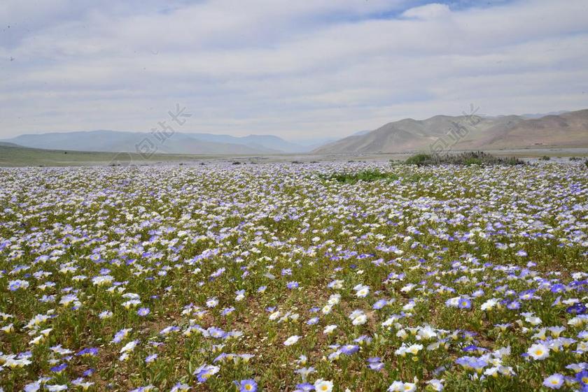 小山鲜花紫色沙漠之花背景图片