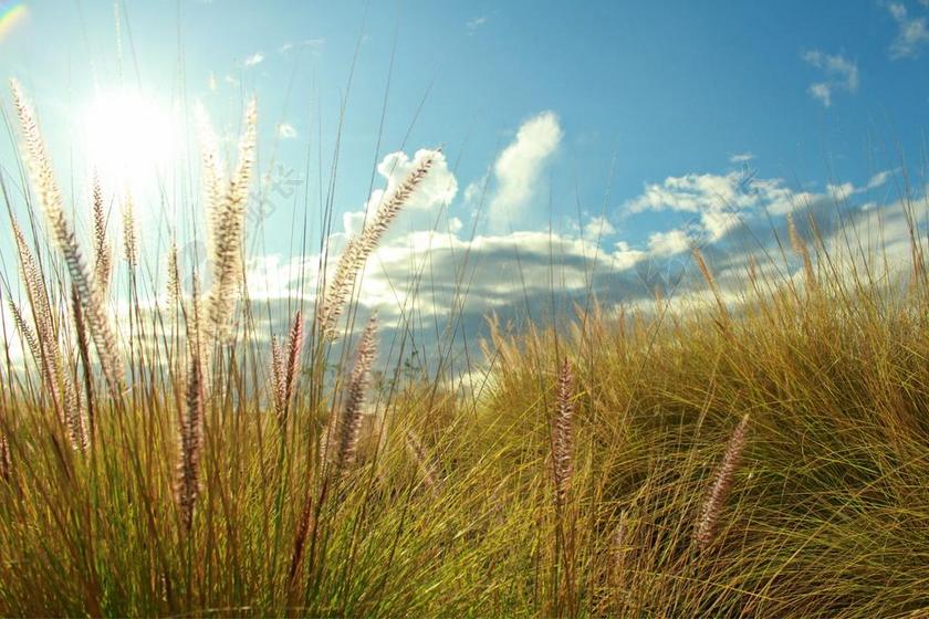 绿色植物纹理茂盛的草地背景图片